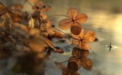 Dry-leaves-puddle-water-reflection-bokeh_m